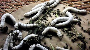 File:Live Silkworms.webm - Wikimedia Commons