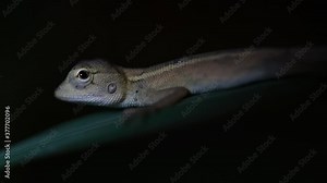 The Oriental Garden Lizard is also called the Eastern Garden Lizard, Bloodsucker and Changeable Lizard; it has the ability to change its colours according to its lifecycle and can be commonly found.