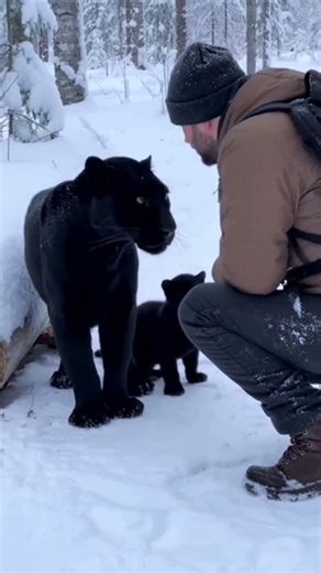 Black Panther Rescue: A Man Uncovers a Hidden Threat in the Snowy Forest | WLD Wildlife Story