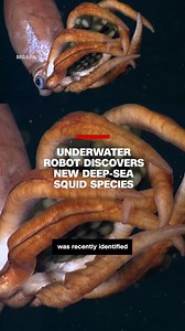 138K views · 785 reactions | Researchers from the Monterey Bay Aquarium Research Institute identified a new species of deep-sea squid using footage captured by underwater robots in 2015. | CNN | Facebook