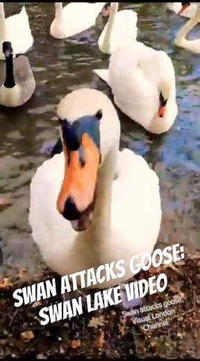 Swan attacks a goose wild nature video