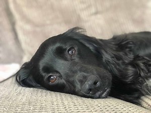 “I Bought a Cockapoo - Here Are 5 Myths That Turned Out Not to Be True”