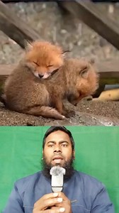 2.2K reactions · 73 shares | The story of a mother fox and her three cubs gathering food #fblifestyle #fox #trending #Amazing | Zahidul Islam | Facebook
