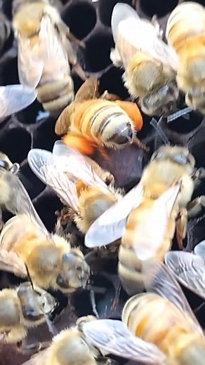 As you can see in this video—a worker bee has brought pollen loaded on her legs and is storing each grain in a cell. This sight is not usually seen with such clarity with the human eye. A bee has to visit dozens of flowers to collect a little pollen. She carefully collects pollen from each flower, then, carrying the weight of her "loaded legs," takes a long flight back to the hive. Upon reaching the hive, she scrapes the pollen with her legs and carefully deposits each grain into the cell. This 