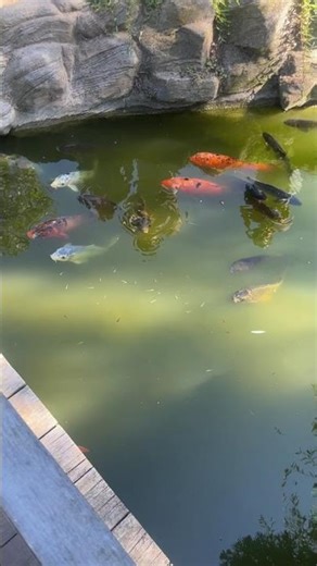 The Huntington Japanese Garden Los Angeles California