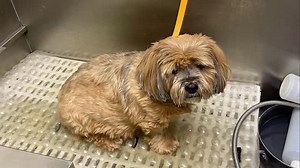 Sweet girl Ruby for her grooming 🐶 Groomed by: Brittany #CortlandIllinois #doggrooming #fyp #dogsoffacebook #shoplocal #dekalbcountyillinois #dogsofinstagram #dogsoftiktok | Auntie Britt’s Grooming