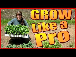 HOW TO GROW VEGETABLES FROM SEED. A Guide For HYDROPONIC FLOATING SEED TRAYS. Gardening Tips.