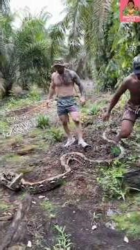 Powerful King Cobra Catch 🐍🔥 | Dangerous Rescue Operation | #Dakshitaviews 😱 | Brave Snake Catch