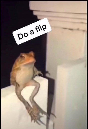 Funny Frog Meme TikTok Compilation