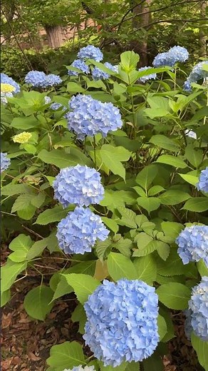 【4K】鶴舞公園あじさい開花！2026最新の見頃・開花状況｜静かで気持ちの良い朝【名古屋】