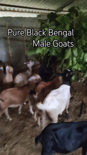Pure Black Bengal Male Goats 🌿🐐🐑 || #gourigoatfactoryodisha #animals #farming #shorts #trending