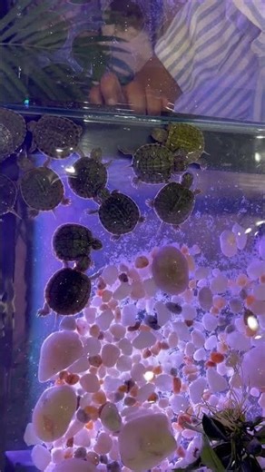 Tiny turtles exploring their world 🌊