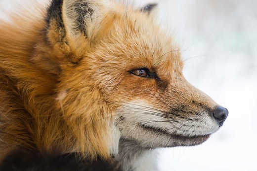 The Truth About Pet and Domesticated Foxes