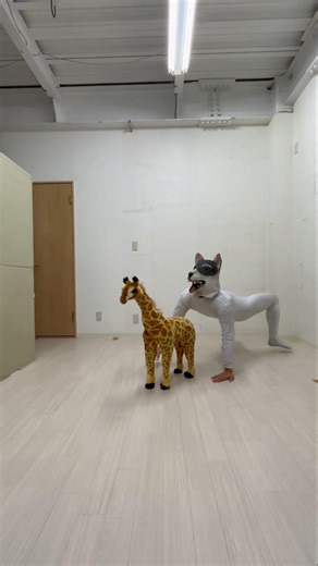 【Dog straddling a giraffe】#dog #challenge funny