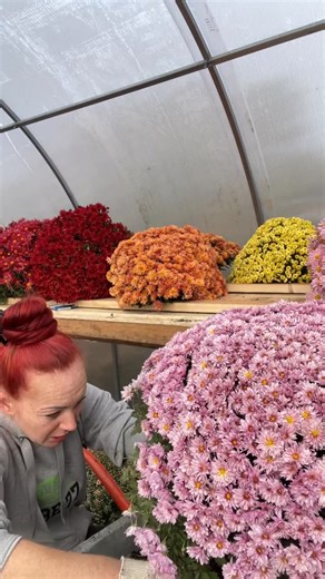 Мультифлорная фея. on Instagram: "#мультифлора #хризантемамультифлора #осенниецветы #осеннийсад #осеньвсаду #украшаемсад #растение"