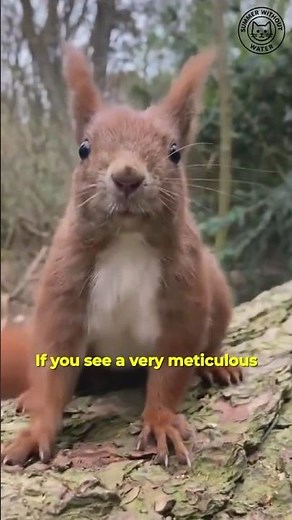 Why Squirrels Have Super Tails 🐿️💨