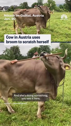 Cow in Austria uses broom to scratch herself