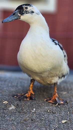 38 reactions · 25 shares | Meet Mushu! Another one miracle...