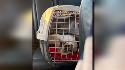 Upon Lowe’s cat Francine’s return home, Richmond SPCA waives cat adoption fees