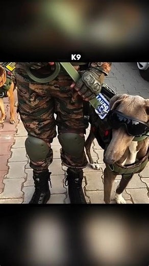 K9 ☠️|| #viralshorts #shorts #military #army #indianarmy