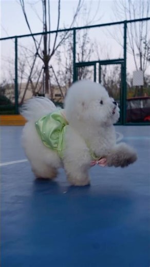 My family's magic dance step than the bear"