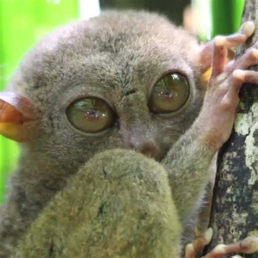 That moment when you realize your eyes are bigger than your brain.👁🧠 Tarsiers are small animals with enormous eyes — each eyeball is approximately .63 inches in diameter. The tarsier's unique cranial anatomy results from the need to balance their large eyes and heavy head. 🐒 Originally seen on Science Channel! #VideoOfTheDay | Animal Planet