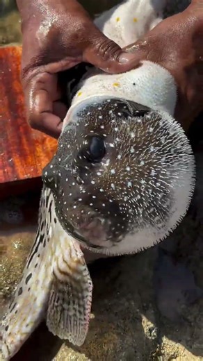 what inside Porcupine fish #viral #shorts #foryou