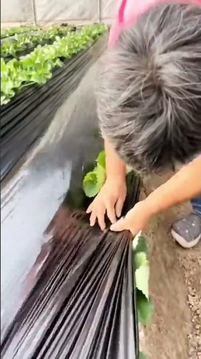 unique technique of inserting strawberry plants into plastic mulch #shorts