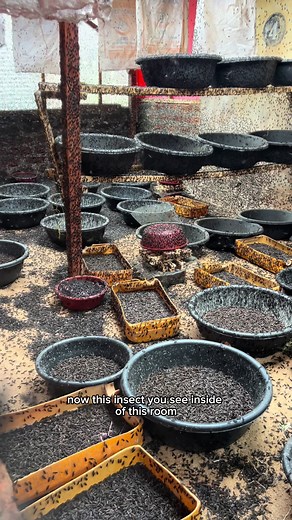 bempetorganicfarm on TikTok