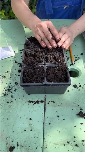 Semer des concombre 🥒 merci ‪@RusticaTV‬ #potager #semis #gardening #jardinage #jardin #seeds