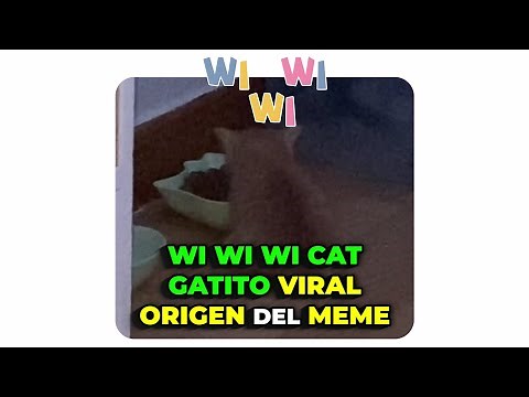 WIWIWI CAT ORIGIN OF THE MEME True Story of How This Kitten Went VIRAL for Its Eating Sounds