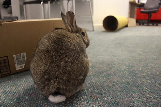 Enrichment for Rabbits | Bunny Toys