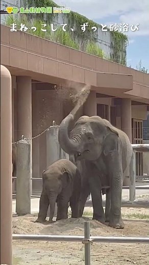 【東山動植物園公式】アジアゾウの赤ちゃん成長記（42）まねっこしてずっと砂浴び中《 アジアゾウ ゾウ 》 #short