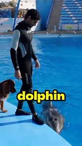 The Most Unbelievable Dolphin | Drama Smash