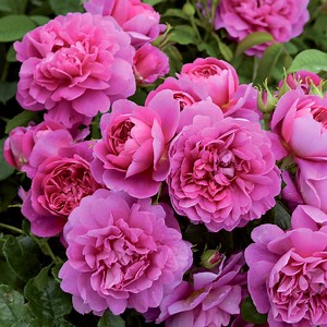 20K views · 828 reactions | Princess Anne (Auskitchen) - A floriferous variety, bearing large clusters of beautiful deep pink blooms of unique character. There is a lovely tea rose scent. Very healthy. | David Austin Roses | Facebook