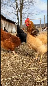 If anyone tell me what breed is this I will consider him or her as the well known chicken lover 😂 | chic chicken