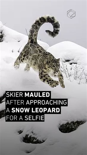 Snow leopard attacks skier who got too close for a photo 🐆❄️ 😬 Worth the risk? | Cultura Colectiva