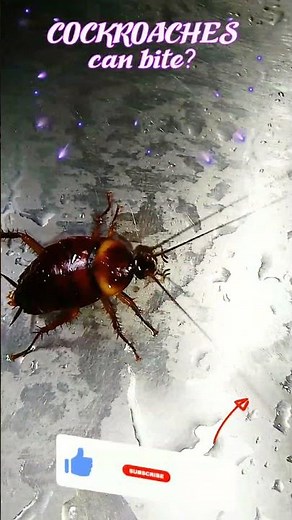 cockroaches can bite, but it is a rare occurrence that typically happens when #foodisscarce