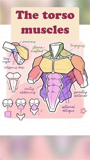 How to draw torso muscles
