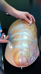 Lab Practical: Muscles of the Abdomen 2