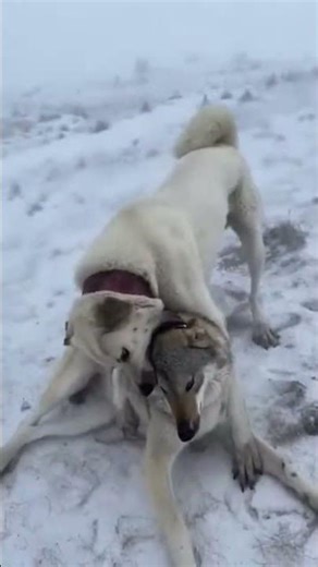 The Kangal saw the wolf and bolted!" 💪 #kangal #wolf #dog #shortvideo
