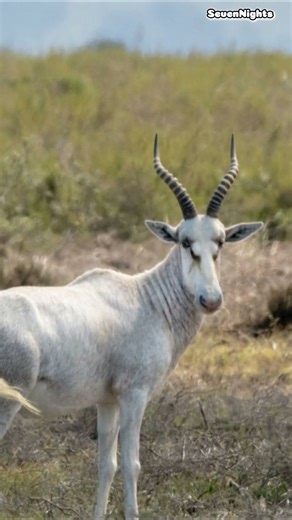 Discover Mauritania's Wildlife #travel #discover #mauritania #wildlife #animals #explore #shorts