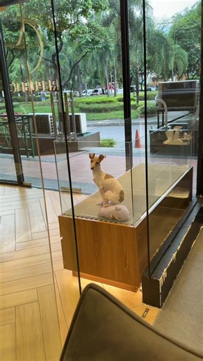 Italian Greyhound: The Elegant Dog Breed Guide