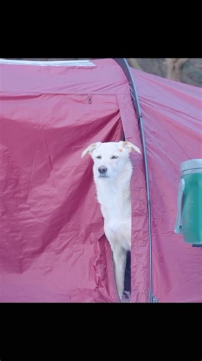 🐶나무 on Instagram: "추운 겨울 숲에서 화목난로 하나로 버틴 하루 Tent : Pomoly Openvista 3 TPU Stove : Stove : Pomoly Baker Ti Dog wear : Hurtta Extreme Overall 🐾 HURTTA discount code NAMOOU"