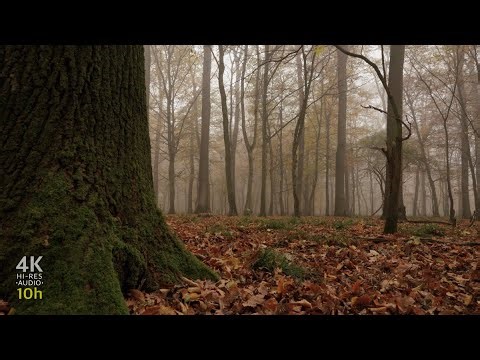 10 Hour Autumn Forest Sounds for Relaxation & Sleep | Misty Morning Ambience in 4K