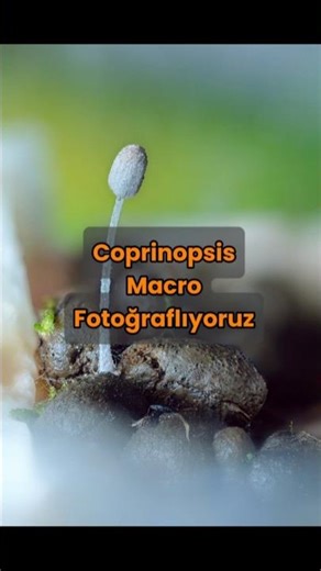 Makro fotoğrafçılık için yapmadığımız bi bu kalmıştı #makrofoto #fungi #sanat #fotoğrafçilik #macro