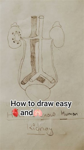 Tutorial how to draw human heart and kidney#drawing#short