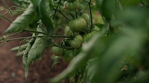 At the historic The Bunyip Hotel Cavendish, chef James Campbell draws on his relationships with local farmers and producers to put the most authentic flavours of the Grampians on a plate. Read more 👀 https://bit.ly/3yq28J9 #Stayclosegofurther Visit Grampians | Visit Melbourne