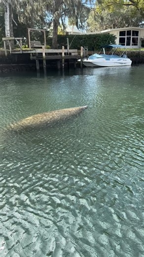 Cute. Cute. Cute. And somehow even cuter every time you see them 🥹🐋 Manatees have a way of stealing hearts without even trying. The round faces, the slow swims, the gentle movements. It’s impossible not to smile when they glide by. Right now, we’re still in manatee season, which means these sweet giants are gathering in Crystal River’s warm springs to stay cozy as Gulf temperatures drop. Our eco kayak tours give you a front row seat to moments just like this. Floating through crystal clear wat