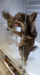 Perro bailando al ritmo de la música en tienda de mascotas